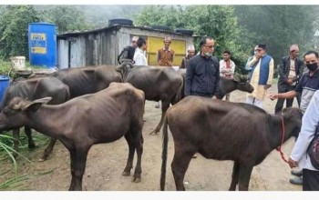 बैतडीको पाटनमा भैंसी वितरण कार्यक्रम विवादमा 